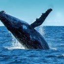 브리칭웨일 | [하와이 혹등고래] 🐳겨울 시즌 한정🐳! 마이리얼트립이 정리한 섬별 혹등고래 크루즈