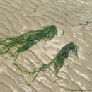 이일레민박 이미지