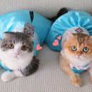 그루밍데이 이미지