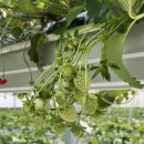 네모농장 | 군산 🍓딸기농장🍓 체험 베스트베리 방문 후기