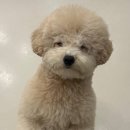 글로리 애견 유치원 이미지