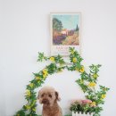 라움펫살롱 이미지