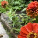 장영농장 | 2019 이화여고 농촌 봉사 활동 후기 (라고쓰고 일기장이라 읽는다)