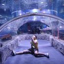 SEA LIFE 아쿠아리움 이미지