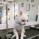 해피그루밍 이미지