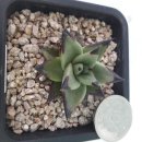 동운슈퍼 이미지