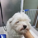 비비드그루밍 이미지