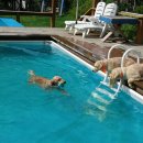 처음처럼 애견펜션 이미지