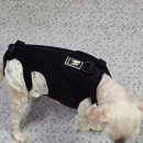 제일보조기 | 강아지척추보조기 은해펫 강아지허리보호대 15살 노령견 착용 후기