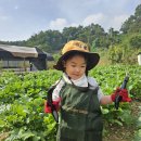 🥕당근 ,고구마 수확했어요 🥕 이미지