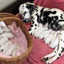 달마시안 이미지