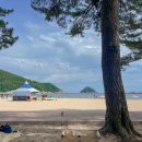 상판소나무숲 이미지