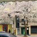 낭낭이네 | [합정] 테라스 맛집 ‘해옫합정’, 벚꽃 보면서 먹는 파스타 찐 후기