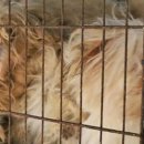 냥냥댕댕 이미지