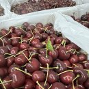 🍒7/20 - 스테밀트 워싱턴 체리 5kg - 9R, 9.5R🍒 이미지