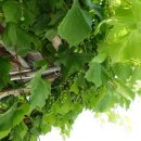 동루골막국수 이미지