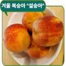 울안농장 | 처음 먹어 본 겨울 복숭아 순창군 울안에 설숭아 솔직 후기