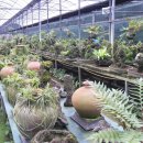 석부작박물관 이미지