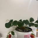 해담농장 | 겨울철 아이들 체험학습으로 최고 푸딩,딸기한상을 즐길수있는 딸기농장 _해담농장 2번째 재방문 후기