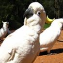 아델레이드 이미지