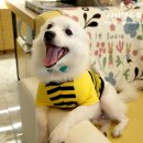 퍼피앤유 이미지