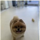 완산애견 이미지