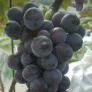 이석구농장 이미지