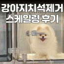 웃는강아지 | 강아지 스케일링 후기 강아지 치석 제거 마취 실제 후기