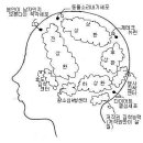 별님의 뇌구조를 그려주세요 이미지