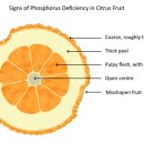 감귤의 붕소 결핍증 Boron Deficiency & 인산 결핍증, 가리 결핍증 이미지