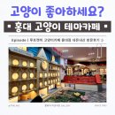 냥이랑 | 홍대 고양이 테마카페 루프캣미 | 분위기 · 냥이 · 현실 모두 담은 생생 후기