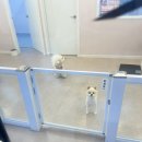 샘마을대우.한양(아)경로당 | 범계 평촌 애견미용 추천 몽블리스 포메라니안 미용 후기