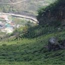 화개영농조합법인 이미지