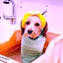 그레이스그루밍 이미지