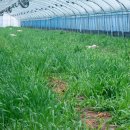 긴뿌리농장 이미지