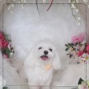 몽클똥개 이미지