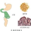 셀리악병으로 불리는 체강질병이란? 증상과 원인 이미지