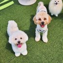 뽀송하개 재워줄개 이미지