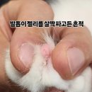 고양이미용&호텔 냥집사 이미지