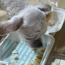 댕이밥상 이미지