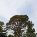 꽃심지 둔데기마을 이미지