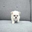 GS25 구리수택점 | 의정부 미니 말티즈 분양｜믿을 수 있는 강아지 분양 ‘댕냥구리 수택점’에서 만나보세요! 🐶