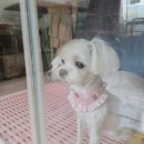 송이애견 이미지