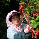 박창규 농장 이미지