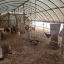 옥정산닭 이미지