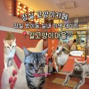 잠실 데이트 추천｜구조묘와 교감하는 길고양이마을 잠실점 후기