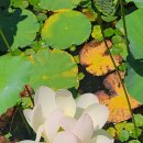 오천그린광장 이미지