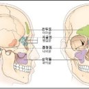 부비동염의 부위별 증상들~ 이미지