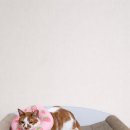 강아지&고양이 마을 | 2026 부산 벡스코 고양이 박람회 궁디팡팡 캣페스타 36th 오픈런 후기 (궁팡)