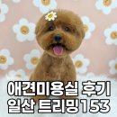 153 | 일산 애견미용실 푸들 미용 잘 하는 트리밍153 후기